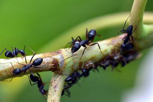 Bilim insanlarından önemli keşif: Karıncalar kanser tespitinde kullanılıyor 5